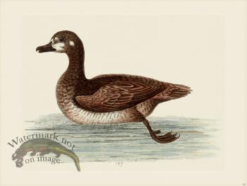 Edwards 157 little Brown and white Buck